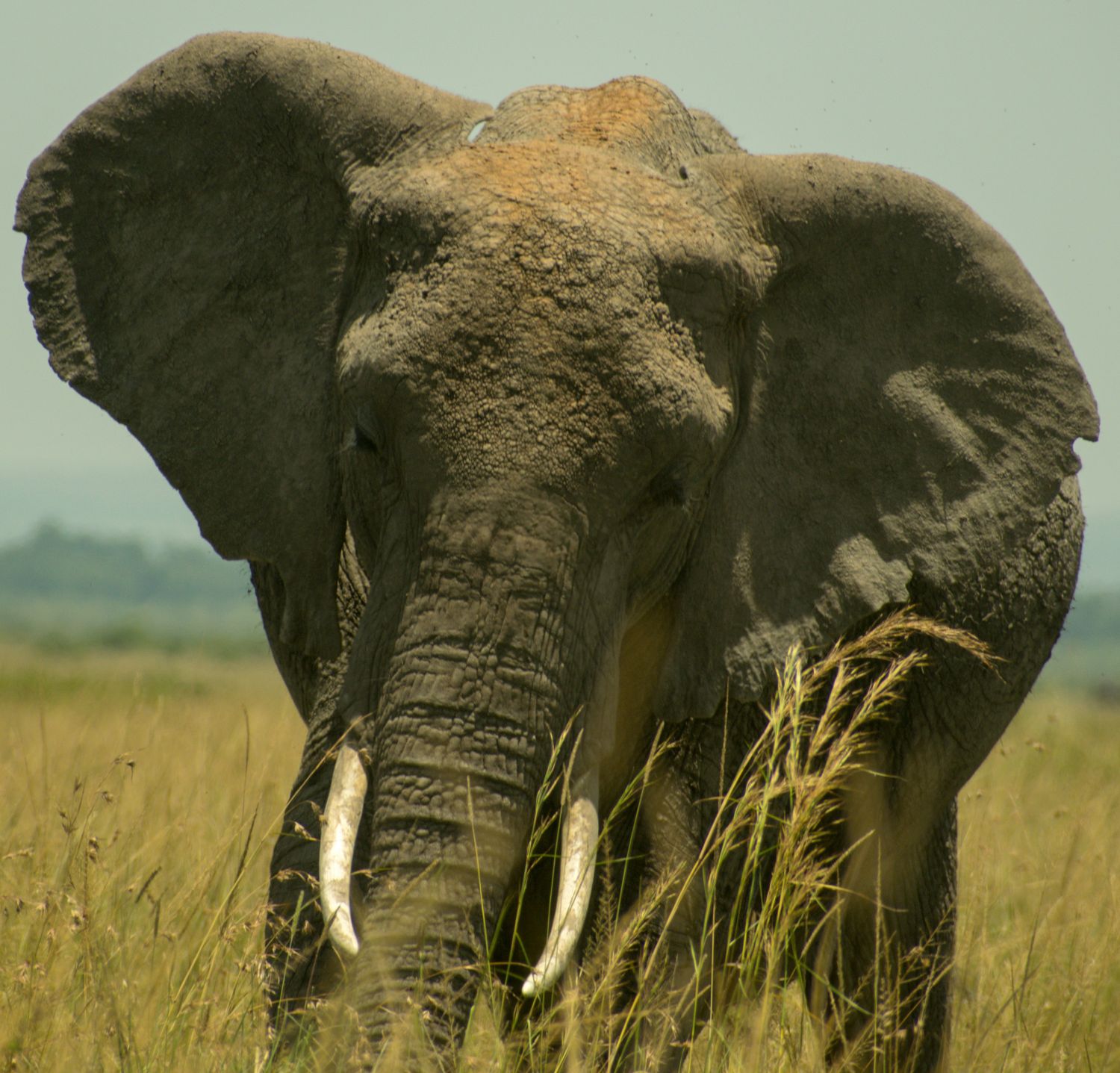 Giant-tusked elephant herd in Amboseli National Park with Mount Kilimanjaro snow-capped backdrop, Kenya