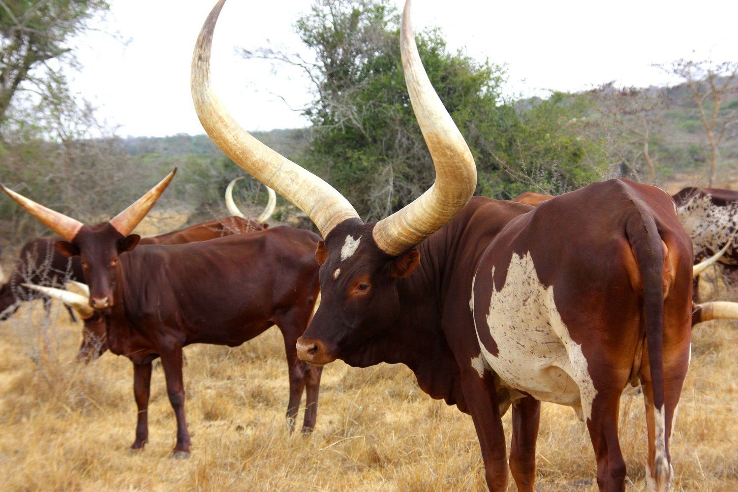 Ankole long-horned cattle in Uganda — Suvenia Safaris newsletter December 2025 issue