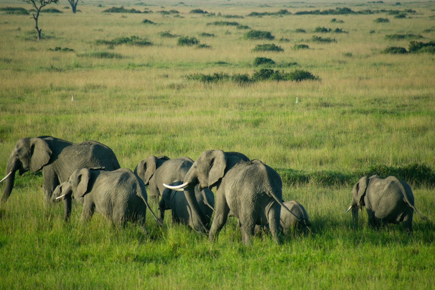 Elephants in Amboseli National Park with Mount Kilimanjaro, Kenya