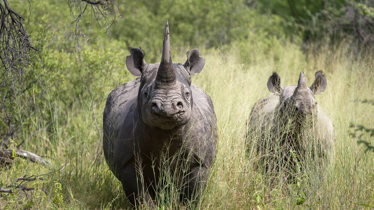 Black rhino wildlife photography on safari in Kenya