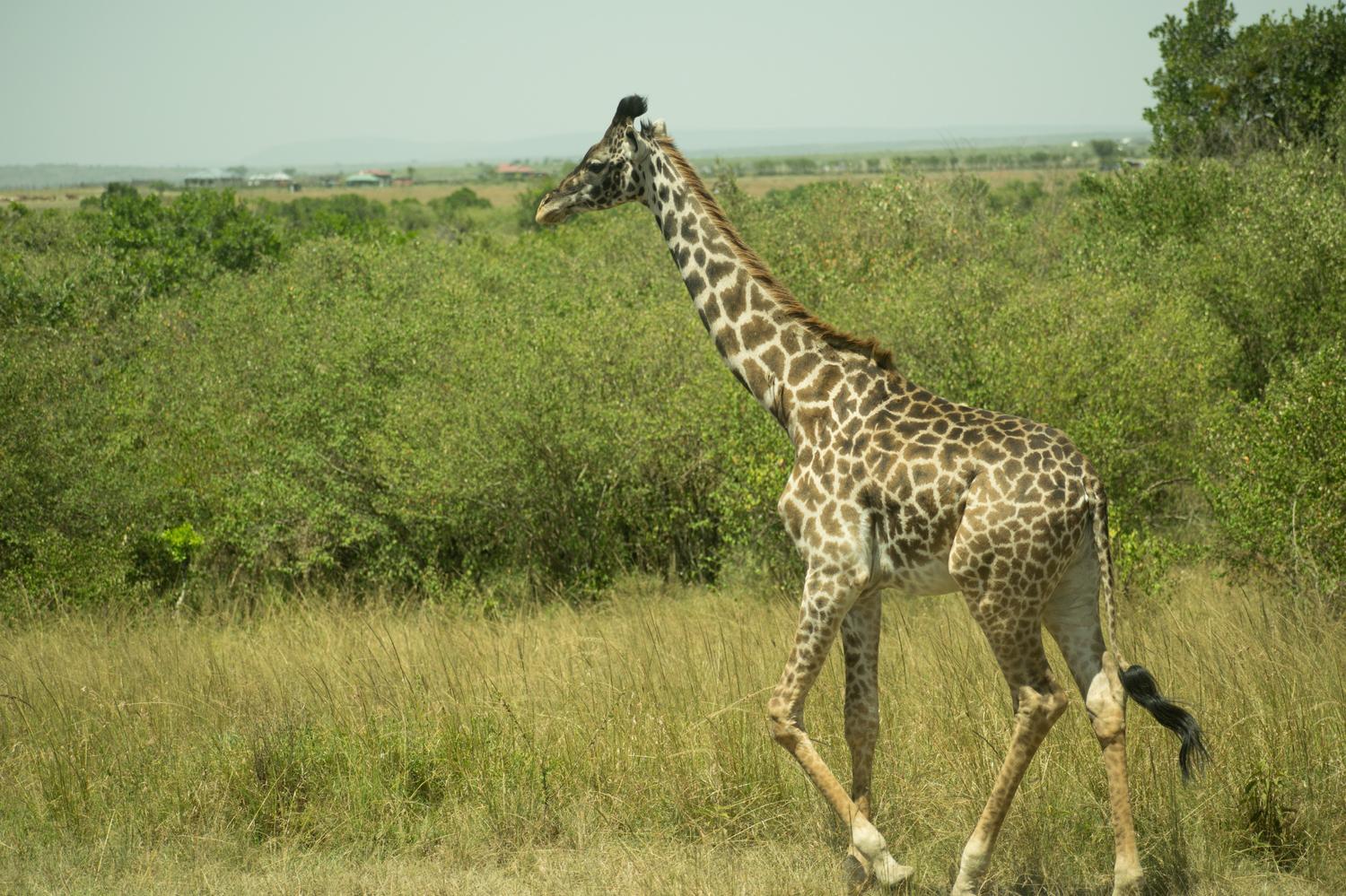 Giraffe roaming the Maasai Mara, Kenya