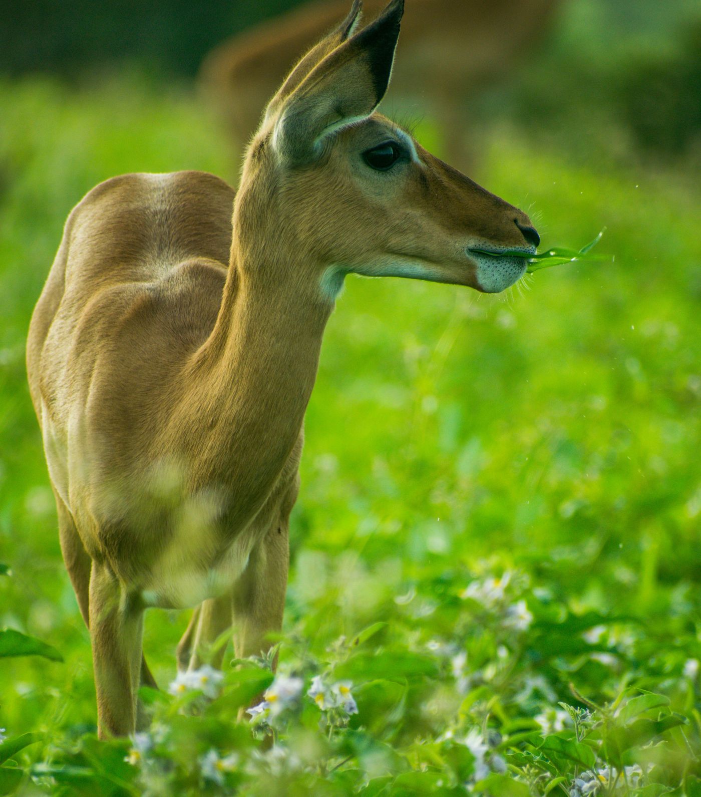 Trekking through Ethiopia's Simien Mountains with Suvenia Safaris
