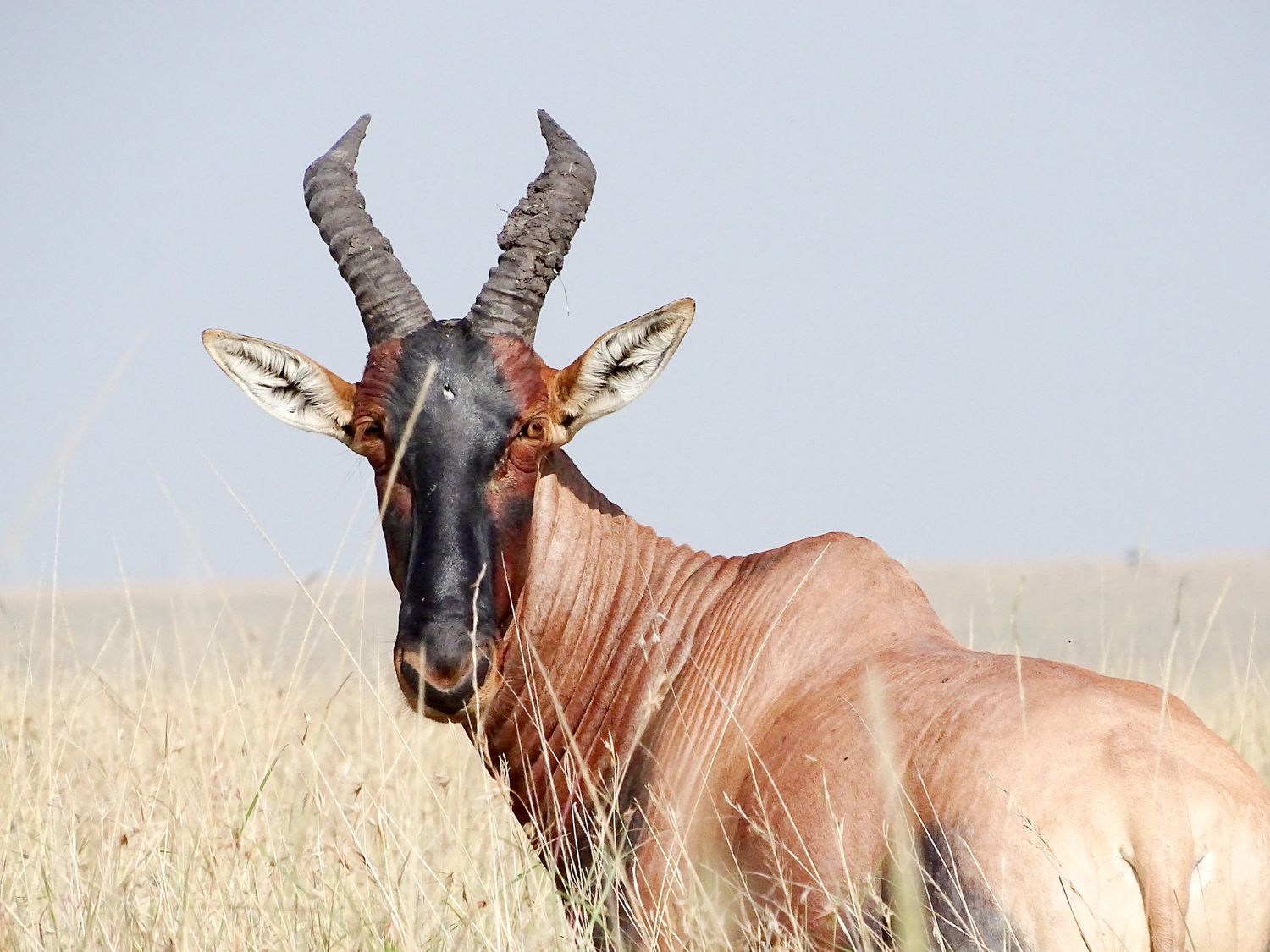 Suvenia Safaris — authentic East African safari experience