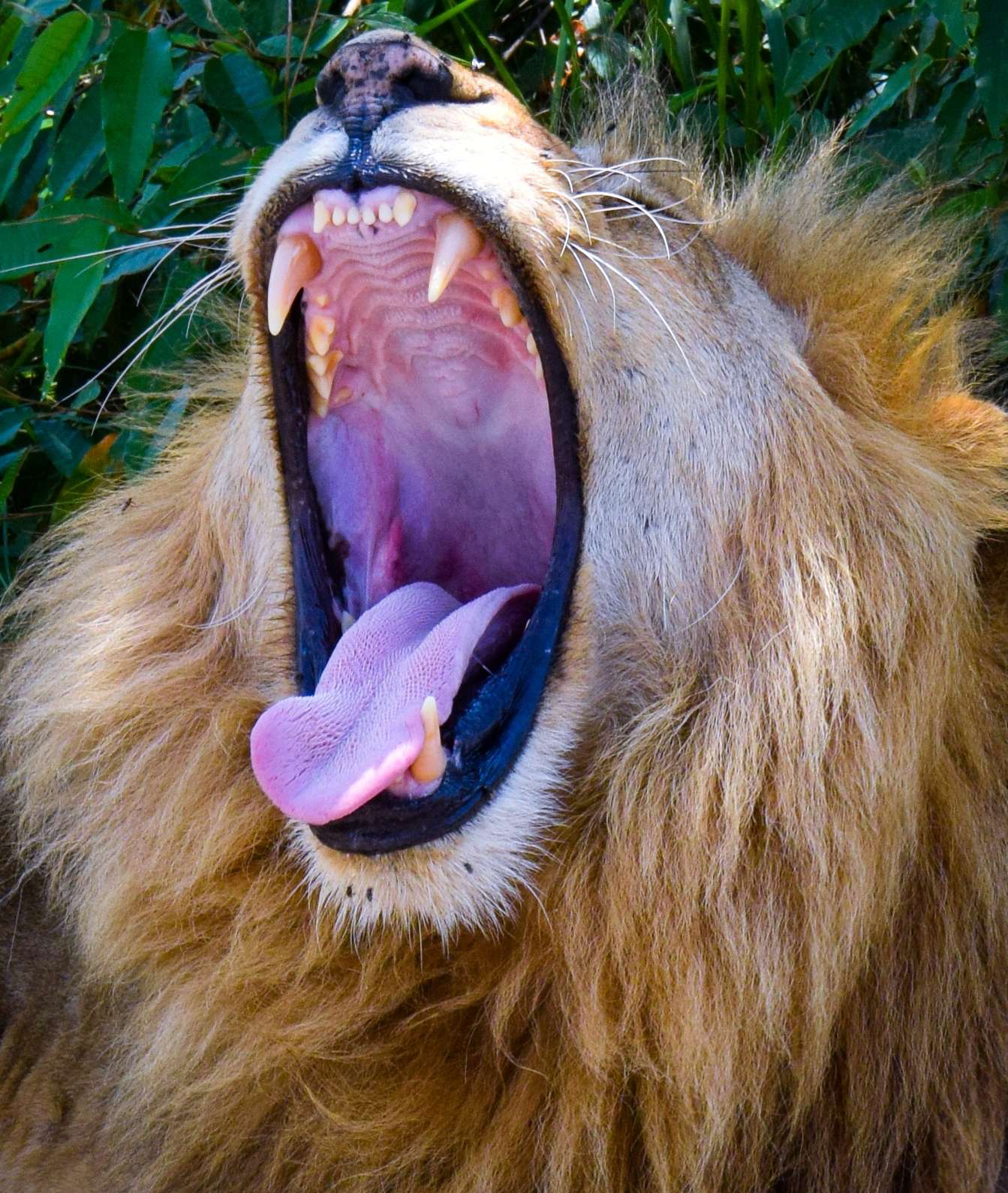 African wildlife encounter on safari — Suvenia Safaris Kenya