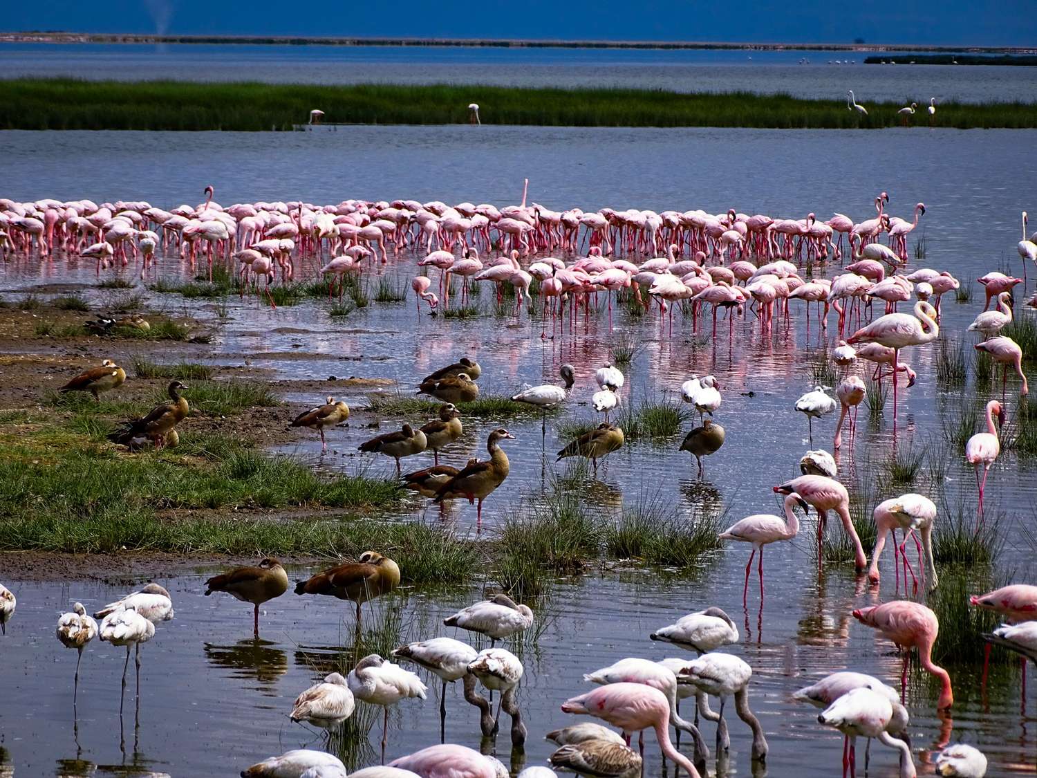 Lake Nakuru National Park Kenya — flamingos, rhinos, and Rothschild's giraffe safari