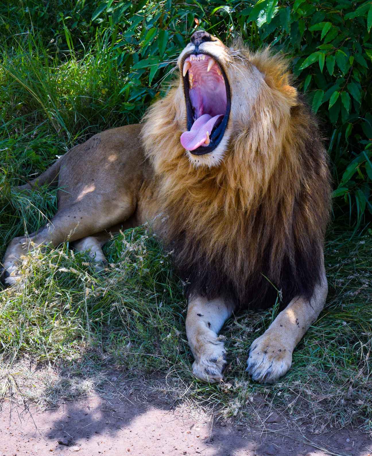 Lion wildlife photography on a Kenya safari