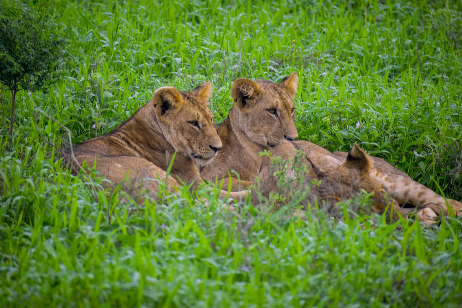 Lions and Big Cats in the Maasai Mara — 3-day Kenya safari with Great Migration