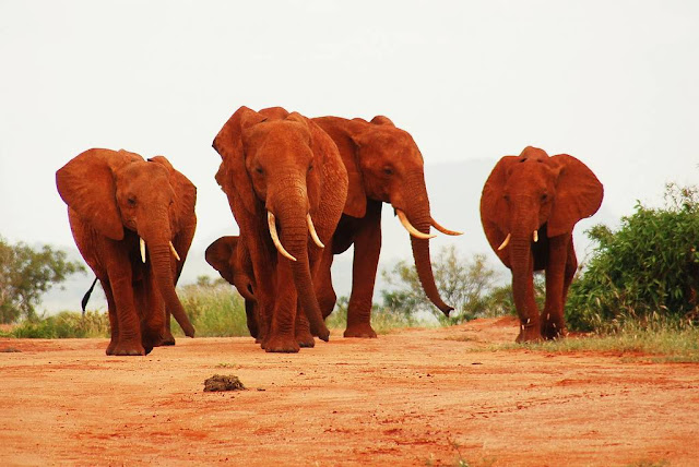 Red elephants in Tsavo National Park Kenya — 3-day adventure safari