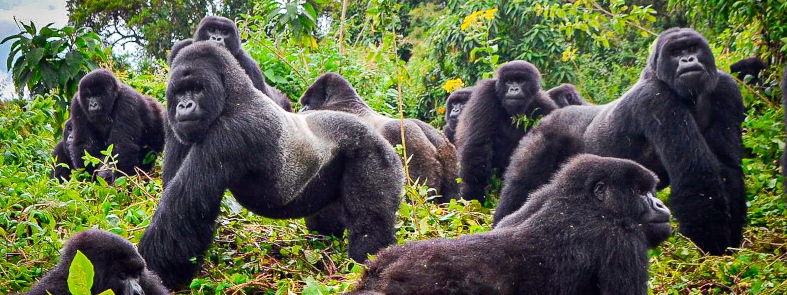 Mountain gorilla trekking in Rwanda's Volcanoes National Park
