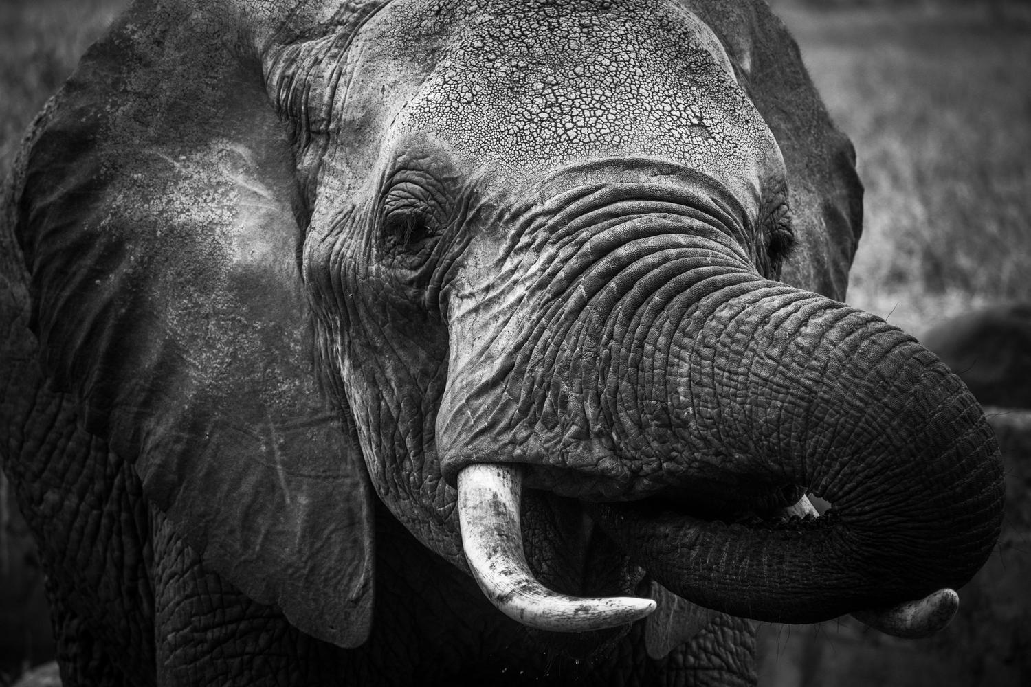 Elephant herd on a Kenya safari with Suvenia Safaris