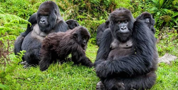 Mountain gorilla trekking in Bwindi Impenetrable Forest Uganda — face-to-face wildlife encounter