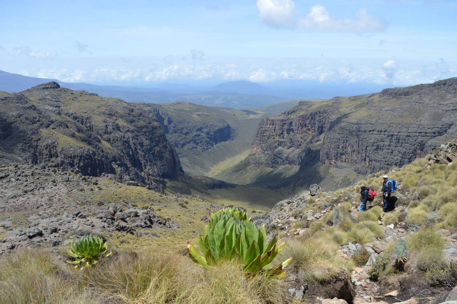 Highland trekking in Ethiopia's Simien Mountains with gelada baboons