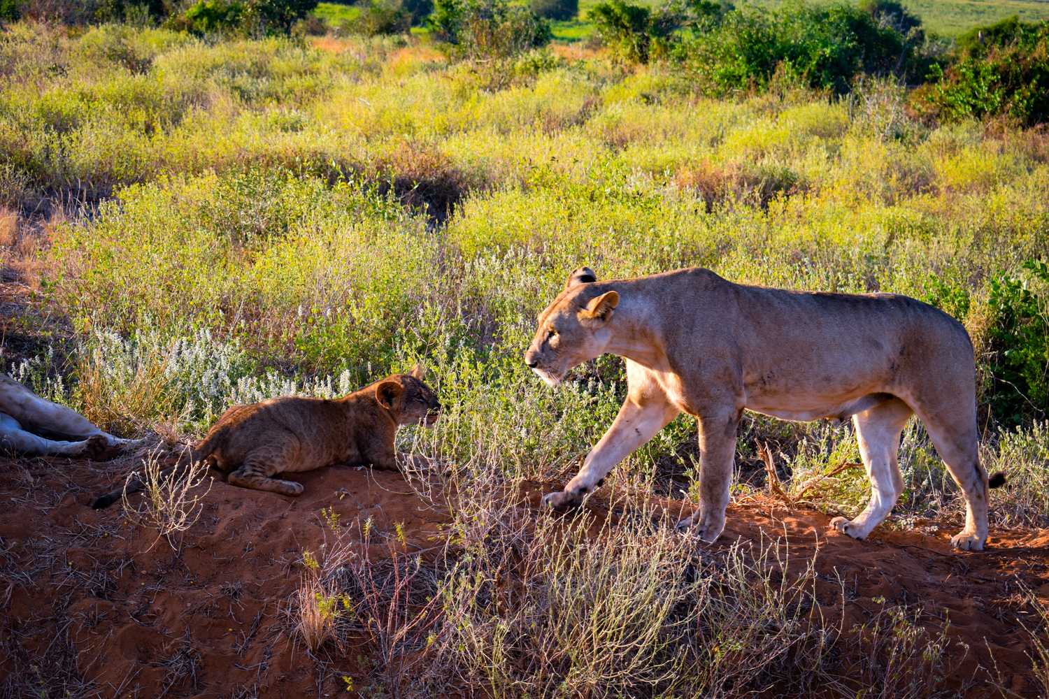 Kenya Bush and Beach safari — Tsavo West and Watamu Indian Ocean coast