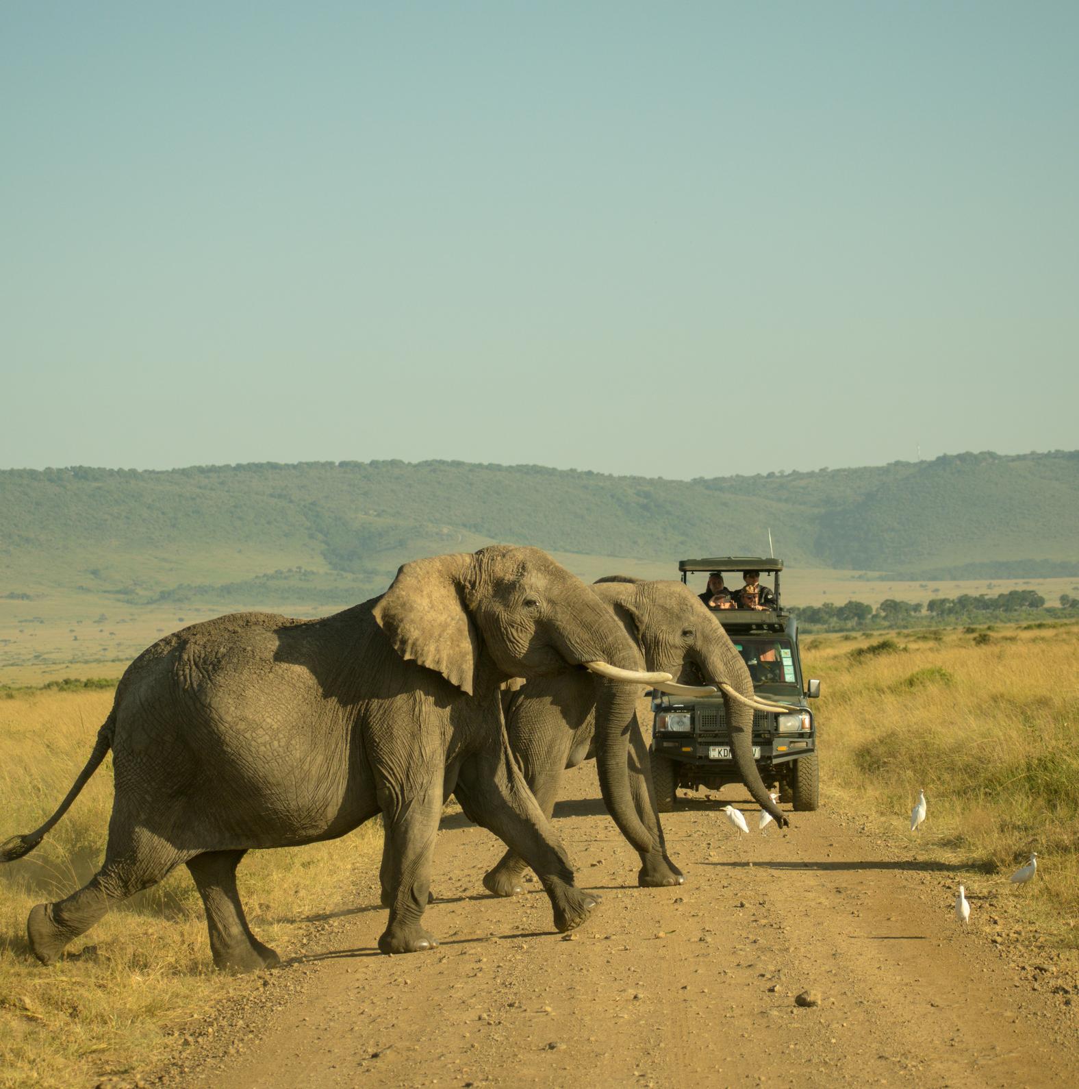 Elephant herd at a watering hole in Uganda's Queen Elizabeth National Park