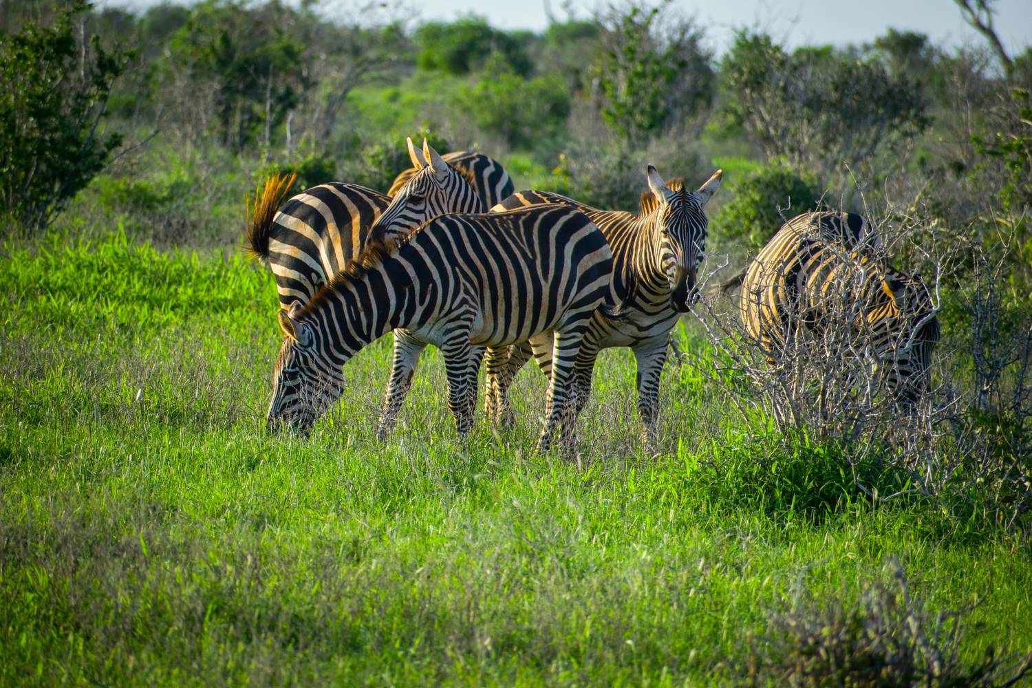 Zebra herd on the Serengeti plains, Tanzania